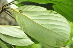 Actinodaphne obovata